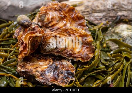 Frische zeeuwse creuse pacific oder japanische Austern Weichtiere auf Fischmarkt in Yerseke, Niederlande Stockfoto