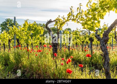 Roter Mohn blüht in einem Weinberg, Gimmeldingen, Deutsche Weinstraße, Rheinland-Pfalz Stockfoto