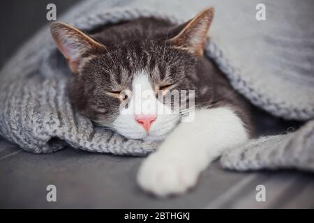 Eine niedliche graue gestromte Hauskatze mit rosa Nase schläft schnell, bedeckt mit einer grauen Strickdecke. Komfort und Ruhe. Stockfoto