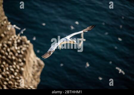 Ein Gannet nistet am 9. Juli 2019 in der Nähe von Bridlington, England auf den Bempton Cliffs. Tausende Seevögel, darunter auch Tölpel, ziehen aus wärmeren Klimazonen ein, um auf den Kreidefelsen von Bempton in North Yorkshire zu nisten, wo sie den Sommer mit der Zucht und Aufzucht ihrer Jungen verbringen werden. Über 20,000 Ganets - die lebenslang paaren und über 20 Jahre leben können - bilden die Viertel Million Seevögel, die jeden Sommer auf diesen 100 Meter hohen Kreidefelsen wieder nisten. Die Ganets, die auf dem Bempton Cliffs RSPB Reservat nisten, bilden die größte Brutkolonie auf dem britischen Festland. Stockfoto