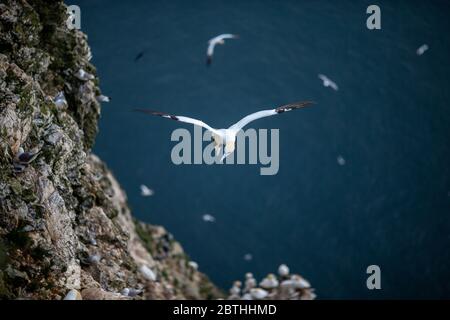 Ein Gannet nistet am 9. Juli 2019 in der Nähe von Bridlington, England auf den Bempton Cliffs. Tausende Seevögel, darunter auch Tölpel, ziehen aus wärmeren Klimazonen ein, um auf den Kreidefelsen von Bempton in North Yorkshire zu nisten, wo sie den Sommer mit der Zucht und Aufzucht ihrer Jungen verbringen werden. Über 20,000 Ganets - die lebenslang paaren und über 20 Jahre leben können - bilden die Viertel Million Seevögel, die jeden Sommer auf diesen 100 Meter hohen Kreidefelsen wieder nisten. Die Ganets, die auf dem Bempton Cliffs RSPB Reservat nisten, bilden die größte Brutkolonie auf dem britischen Festland. Stockfoto