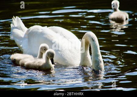 Cygnets, die von ihren Eltern am Queensmere Pond in Wimbledon Common, London, Großbritannien, gefüttert werden Stockfoto