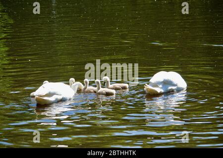 Cygnets, die von ihren Eltern am Queensmere Pond in Wimbledon Common, London, Großbritannien, gefüttert werden Stockfoto