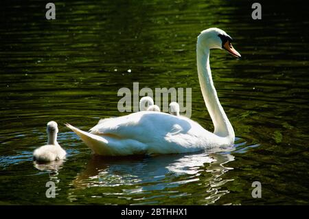 Cygnets, die von ihren Eltern am Queensmere Pond in Wimbledon Common, London, Großbritannien, gefüttert werden Stockfoto