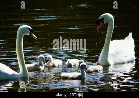 Cygnets, die von ihren Eltern am Queensmere Pond in Wimbledon Common, London, Großbritannien, gefüttert werden Stockfoto