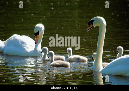 Cygnets, die von ihren Eltern am Queensmere Pond in Wimbledon Common, London, Großbritannien, gefüttert werden Stockfoto