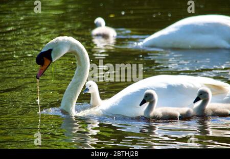 Cygnets, die von ihren Eltern am Queensmere Pond in Wimbledon Common, London, Großbritannien, gefüttert werden Stockfoto