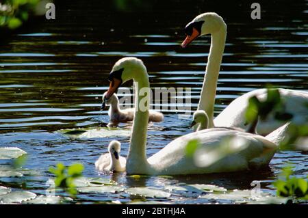 Cygnets, die von ihren Eltern am Queensmere Pond in Wimbledon Common, London, Großbritannien, gefüttert werden Stockfoto