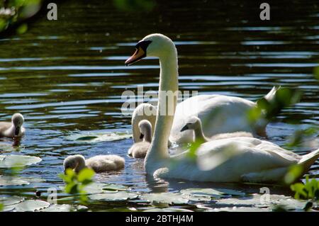 Cygnets, die von ihren Eltern am Queensmere Pond in Wimbledon Common, London, Großbritannien, gefüttert werden Stockfoto