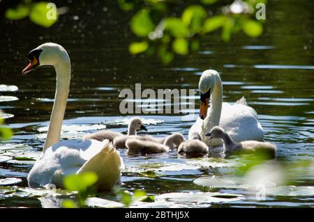 Cygnets, die von ihren Eltern am Queensmere Pond in Wimbledon Common, London, Großbritannien, gefüttert werden Stockfoto