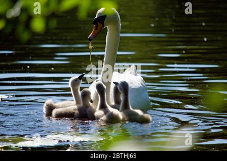 Cygnets, die von ihren Eltern am Queensmere Pond in Wimbledon Common, London, Großbritannien, gefüttert werden Stockfoto