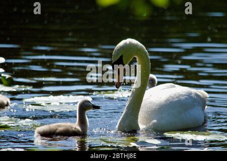 Cygnets, die von ihren Eltern am Queensmere Pond in Wimbledon Common, London, Großbritannien, gefüttert werden Stockfoto