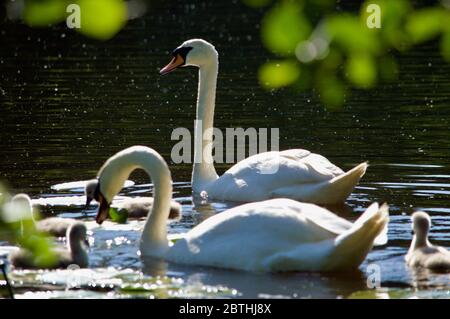 Cygnets, die von ihren Eltern am Queensmere Pond in Wimbledon Common, London, Großbritannien, gefüttert werden Stockfoto