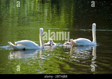 Cygnets, die von ihren Eltern am Queensmere Pond in Wimbledon Common, London, Großbritannien, gefüttert werden Stockfoto