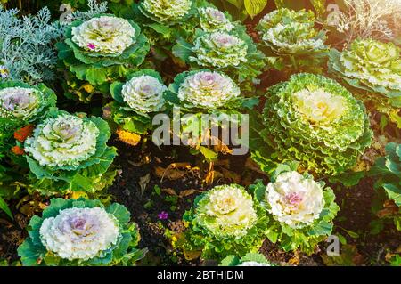 Dekorativer Kohl, ornamentaler Kale, in lateinischer Sprache Brassica oleracea var. acephala. Herbsthintergrund mit dekorativem Kohl oder dekorativem Grünkohl. Dekorativ Stockfoto