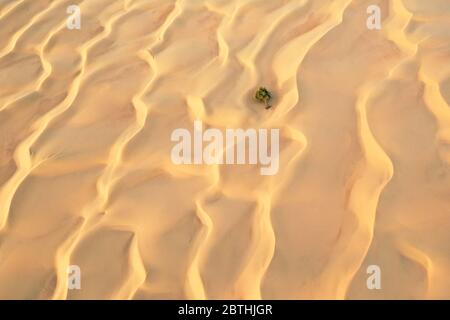 Luftaufnahme eines gefallenen grünen Baumes zwischen Sanddünen in einer Wüste. Stockfoto