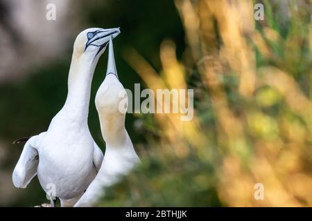 Ein Gannet nistet am 9. Juli 2019 in der Nähe von Bridlington, England auf den Bempton Cliffs. Tausende Seevögel, darunter auch Tölpel, ziehen aus wärmeren Klimazonen ein, um auf den Kreidefelsen von Bempton in North Yorkshire zu nisten, wo sie den Sommer mit der Zucht und Aufzucht ihrer Jungen verbringen werden. Über 20,000 Ganets - die lebenslang paaren und über 20 Jahre leben können - bilden die Viertel Million Seevögel, die jeden Sommer auf diesen 100 Meter hohen Kreidefelsen wieder nisten. Die Ganets, die auf dem Bempton Cliffs RSPB Reservat nisten, bilden die größte Brutkolonie auf dem britischen Festland. Stockfoto