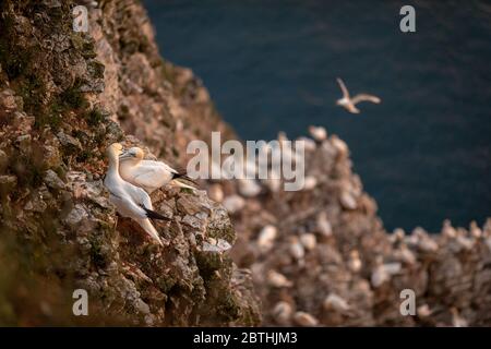 Ein Gannet nistet am 9. Juli 2019 in der Nähe von Bridlington, England auf den Bempton Cliffs. Tausende Seevögel, darunter auch Tölpel, ziehen aus wärmeren Klimazonen ein, um auf den Kreidefelsen von Bempton in North Yorkshire zu nisten, wo sie den Sommer mit der Zucht und Aufzucht ihrer Jungen verbringen werden. Über 20,000 Ganets - die lebenslang paaren und über 20 Jahre leben können - bilden die Viertel Million Seevögel, die jeden Sommer auf diesen 100 Meter hohen Kreidefelsen wieder nisten. Die Ganets, die auf dem Bempton Cliffs RSPB Reservat nisten, bilden die größte Brutkolonie auf dem britischen Festland. Stockfoto