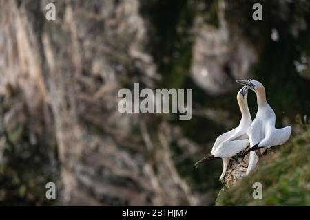 Ein Gannet nistet am 9. Juli 2019 in der Nähe von Bridlington, England auf den Bempton Cliffs. Tausende Seevögel, darunter auch Tölpel, ziehen aus wärmeren Klimazonen ein, um auf den Kreidefelsen von Bempton in North Yorkshire zu nisten, wo sie den Sommer mit der Zucht und Aufzucht ihrer Jungen verbringen werden. Über 20,000 Ganets - die lebenslang paaren und über 20 Jahre leben können - bilden die Viertel Million Seevögel, die jeden Sommer auf diesen 100 Meter hohen Kreidefelsen wieder nisten. Die Ganets, die auf dem Bempton Cliffs RSPB Reservat nisten, bilden die größte Brutkolonie auf dem britischen Festland. Stockfoto