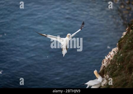 Ein Gannet nistet am 9. Juli 2019 in der Nähe von Bridlington, England auf den Bempton Cliffs. Tausende Seevögel, darunter auch Tölpel, ziehen aus wärmeren Klimazonen ein, um auf den Kreidefelsen von Bempton in North Yorkshire zu nisten, wo sie den Sommer mit der Zucht und Aufzucht ihrer Jungen verbringen werden. Über 20,000 Ganets - die lebenslang paaren und über 20 Jahre leben können - bilden die Viertel Million Seevögel, die jeden Sommer auf diesen 100 Meter hohen Kreidefelsen wieder nisten. Die Ganets, die auf dem Bempton Cliffs RSPB Reservat nisten, bilden die größte Brutkolonie auf dem britischen Festland. Stockfoto