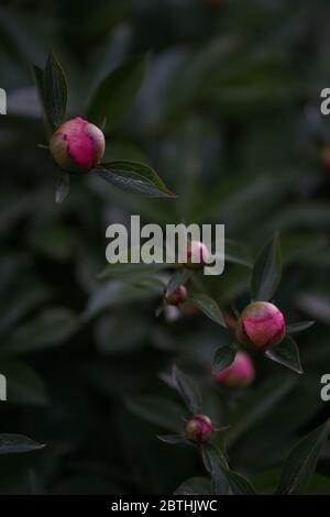 Geschlossene rosa Blüten von Pfingstrose oder Pfingstrose, eine blühende Pflanze der Gattung Paeonia, die in Asien, Europa und West-Nordamerika beheimatet ist. Alle Paeoniaceae Stockfoto