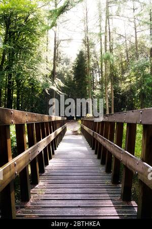 Fußbrücke im Wald an einem dunklen und regnerischen Tag am Ende des Sommers im 'Fochteloerveen' in den Niederlanden Stockfoto