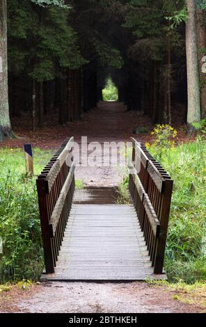 Fußbrücke im Wald an einem dunklen und regnerischen Tag am Ende des Sommers im 'Fochteloerveen' in den Niederlanden Stockfoto