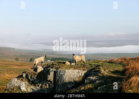 Schafe mit Blick aus dem Gipfel Crags von Goldsborough an einem Misty Morgen, Baldersdale, Teesdale, County Durham, Großbritannien Stockfoto