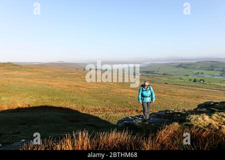 Walker und der Blick über Blackton und Balderhead Stauseen von Goldsborough Crag auf der Bowes Loop des Pennine Way, Baldersdale, Teesdale, County Stockfoto