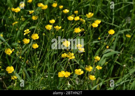 Gelbe Blüten. Rannculus acris. Feld. Blume. Buttercups ätzend, gemeinsame Art von Buttercups Stockfoto