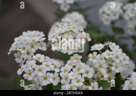 Spiraea vanhouttei, Zierstrauch der Familie der Rosaceae. Gartenarbeit. Grüne Blätter, Büsche. Spirea Wangutta. Weiße Blumen Stockfoto