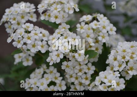 Spiraea vanhouttei, Zierstrauch der Familie der Rosaceae. Gartenarbeit. Startseite. Grüne Blätter, Büsche. Spirea Wangutta. Weiße Blumen Stockfoto