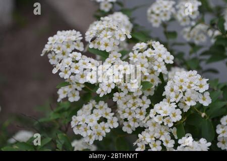 Spiraea vanhouttei, Zierstrauch der Familie der Rosaceae. Gartenarbeit. Garten. Grüne Blätter, Büsche. Spirea Wangutta. Weiße Blumen Stockfoto