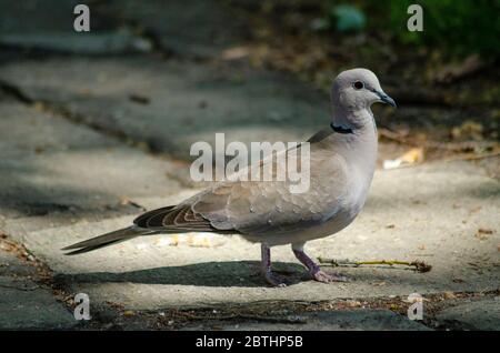 Halsbandtaube ( Streptopelia decaocto ) in Evros Griechenland Stockfoto