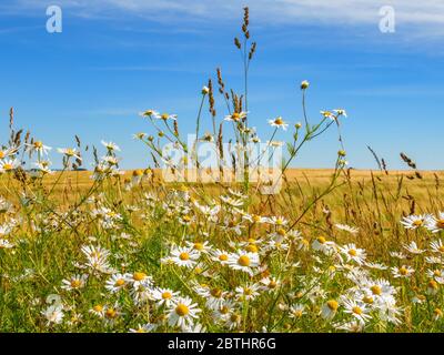 Viele blühende, zärtnerlose Mayweed-Blüten auf einem Kornfeld Stockfoto
