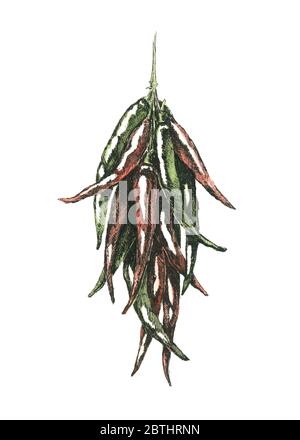 Handgezeichnete Aquarell-Illustration eines Strauchpaprika. Nur JPEG. Stockfoto