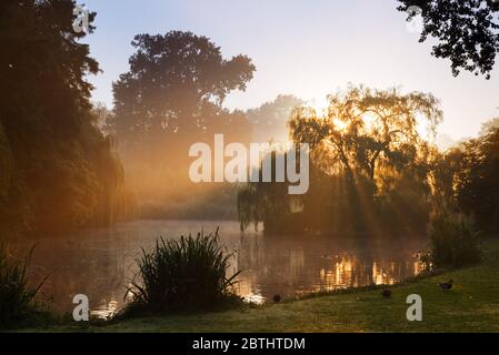 Schöne Sonnenbräunliches im Vondelpark in Amsterdam, Niederlande Stockfoto