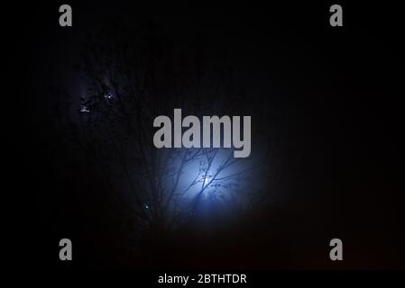 Laterne leuchtet durch Bäume im Nachtnebel. Stockfoto