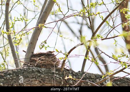 Ein Feldvogel, der in einem Nest sitzt, brütet Eier. Pflege für den Nachwuchs. Frühling Stockfoto