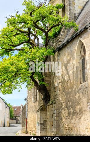 Frankreich, Indre et Loire, Cheille, alte Eiche (Quercus) aufgeführt bemerkenswerte Baum von Frankreich von A.R.B.R.E.S. Verein wächst in der Wand von Saint Didier ch Stockfoto