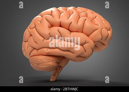 3d-Illustration von menschlichen Gehirn aus Ton über dunklem Hintergrund mit weichem Schatten gemacht. Stockfoto