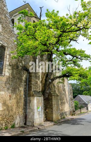 Frankreich, Indre et Loire, Cheille, alte Eiche (Quercus) aufgeführt bemerkenswerte Baum von Frankreich von A.R.B.R.E.S. Verein wächst in der Wand von Saint Didier ch Stockfoto