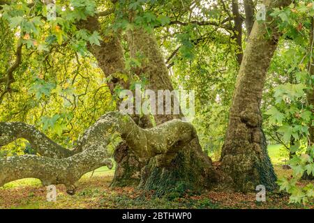 Frankreich, Maine et Loire, Loire-Tal, das von der UNESCO zum Weltkulturerbe erklärt wurde, Savennieres, Fresne Park, Orientalische Ebene (Platanus orientalis), die Remarka Stockfoto