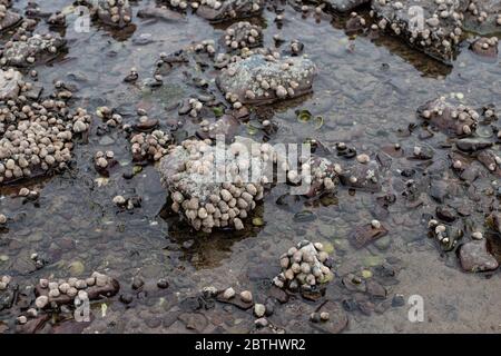 Gewöhnliche Periwinkles auf Felsen. Stockfoto