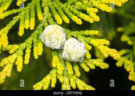 Nahaufnahme eines Nadelknospes in der Frühjahrssaison Stockfoto