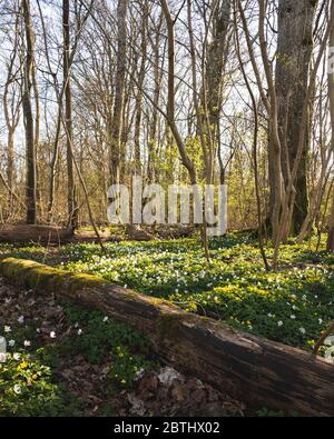 Der Waldboden ist mit Holzanemonen und alten Baumstämmen bedeckt, wenn die Sonne im Nationalpark Dalby Söderskog in Südschweden durchscheint Stockfoto