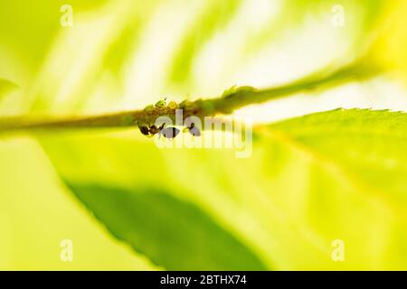 Ameise sucht Läuse auf einem Blatt im Garten Stockfoto