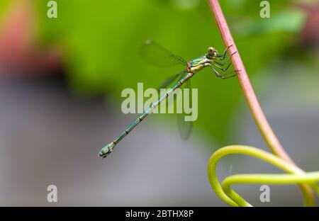 Wunderschönes Damselfly (Präs. Pseudagrion apicale) in Maraontsetra, Madagaskar Stockfoto