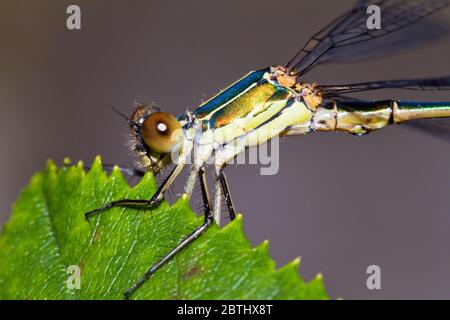 Wunderschönes Damselfly (Präs. Pseudagrion apicale) in Maraontsetra, Madagaskar Stockfoto