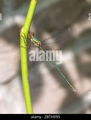 Wunderschönes Damselfly (Präs. Pseudagrion apicale) in Maraontsetra, Madagaskar Stockfoto